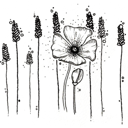 CAT la survie du coquelicot VISUEL