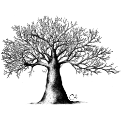 ARBRE à CAT  visuel