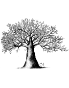 ARBRE à CAT t-shirt femme en coton bio-quitable